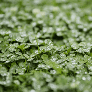 Alfalfa (lucerka) u prahu 100 g. - Slika 3